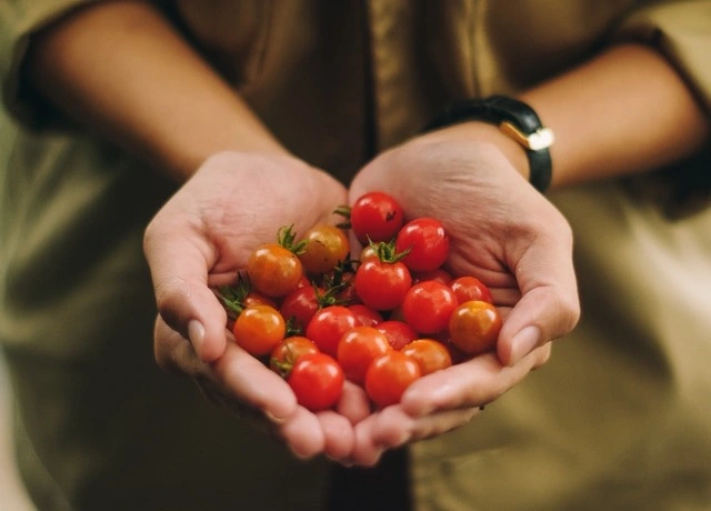 a pair of hands holding cherry tomatoes